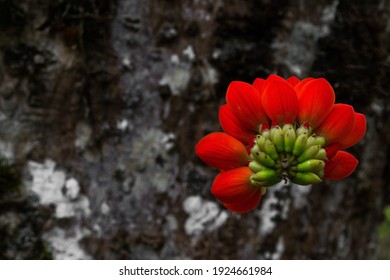 Wild Orange Flower From The Colombian Jungle