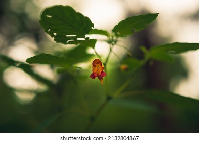 Wild Orange Jewelweed Flower In The Woods