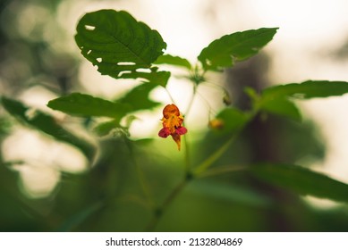 Wild Orange Jewelweed Flower In The Woods