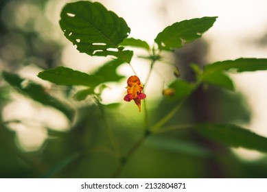 Wild Orange Jewelweed Flower In The Woods