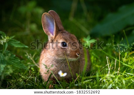 A wild orange Rabbit/bunny with big ears in a fresh green forest (Spring baby rabbit or Easter rabbit)