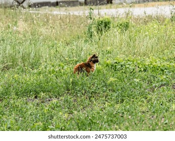 A wild orange stray cat sits in the tall grass in an empty field near Yokohama, Japan - Powered by Shutterstock