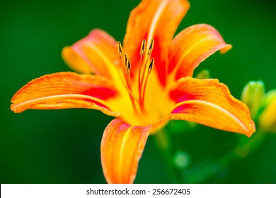 A wild orange tiger lily growing along the edge or a Southern Maryland roadside.