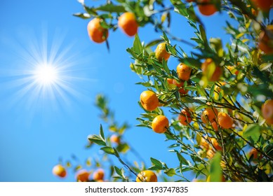 wild orange tree in sunshine