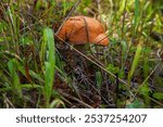 Wild Orange-Brown Birch Bolete Mushroom(Leccinum versipelle) Growing in Finnish Forest Undergrowth. Natural Macro Photography of Edible Forest Mushroom Among Green Grass and Twigs in Nordic Wilderness