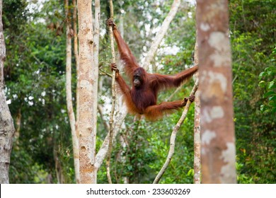Wild Orangutan hanging on the trees in the jungle of Borneo Indonesia.