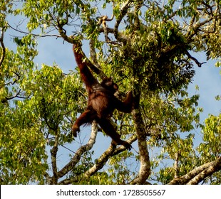 A wild Orangutan swing from branch to branch on the Kinabatangan river side
