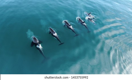 Wild Orcas Whales pod in open water in blue ocean