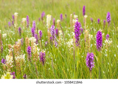 Wild orchid beautiful pink flowers - Shutterstock ID 1058411846