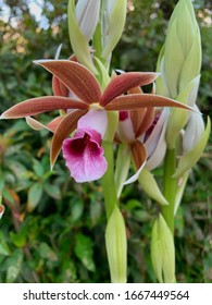 Wild Orchid Near Pahoa, Hawaii