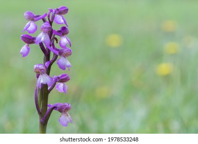 Wild Orchid On Southampton Common