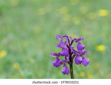 Wild Orchid On Southampton Common