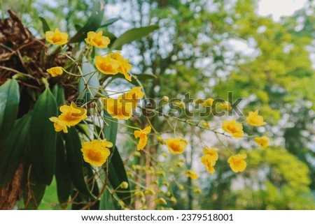 Wild orchid, yellow orchid in Thailand