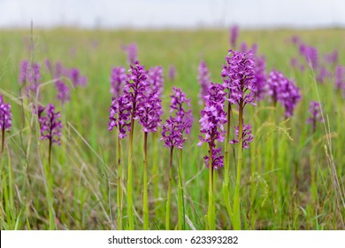 Wild Orchids