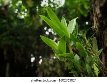 Wild Orchids Grow Attached To Trees