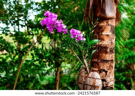 wild orchids grow on a palm tree in natural  conditions in nature