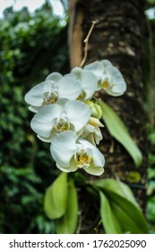 Wild Orchids On A Tree