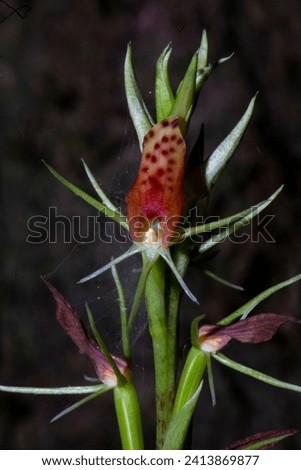 Wild orchids of thailand
Cryptostylis arachnites (Blume) Hassk.blooms in apr-jun.