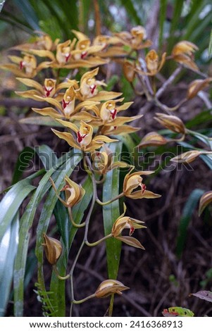Wild orchids of thailand
Cymbidium lowianum (Rchb. f.)  blooms in dec-feb.
