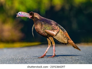 Wild Osceola turkey (Meleagris gallopavo osceola), aka Florida turkey, is a subspecies of wild turkey that only occurs in the Florida peninsula - side view of calling or gobbling
