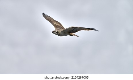 Wild Osprey Flying Through A Moody Sky In Scotland