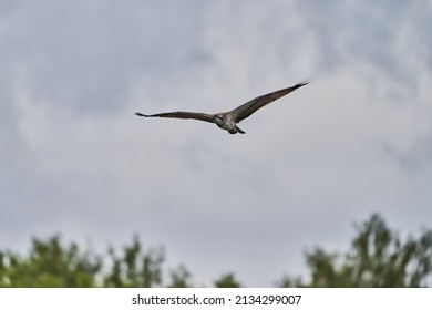 Wild Osprey Flying Through A Moody Sky In Scotland