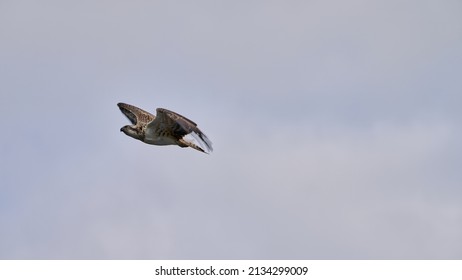 Wild Osprey Flying Through A Moody Sky In Scotland