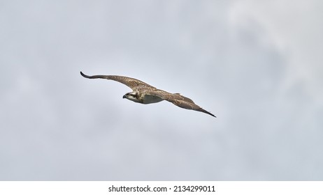 Wild Osprey Flying Through A Moody Sky In Scotland