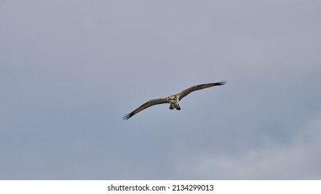 Wild Osprey Flying Through A Moody Sky In Scotland