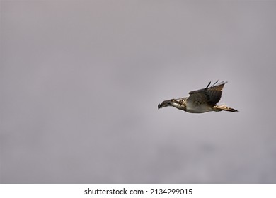 Wild Osprey Flying Through A Moody Sky In Scotland