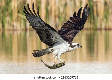 A wild osprey hunting for fish in the morning in Longmont, Colorado.