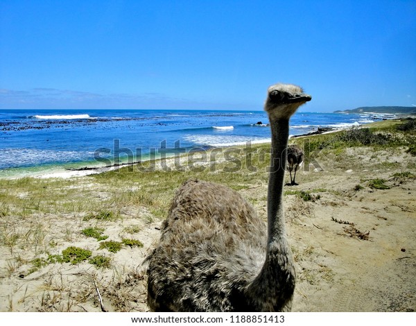 ostrich on the beach