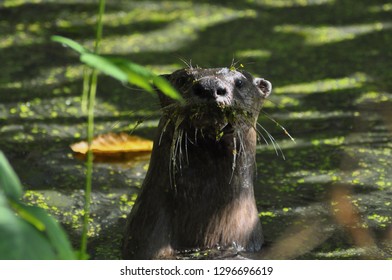 A Wild Otter In Discovery Park Seattle