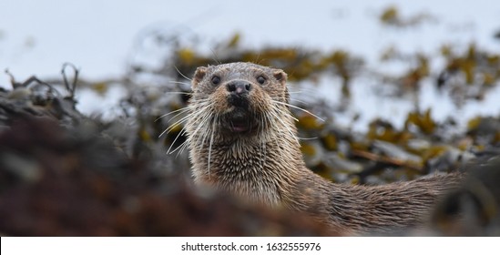 Wild Otter On The Isle Of Mull, Scotland.