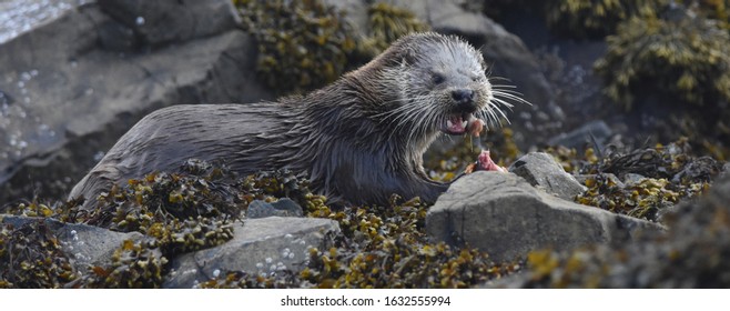 Wild Otter On The Isle Of Mull, Scotland.