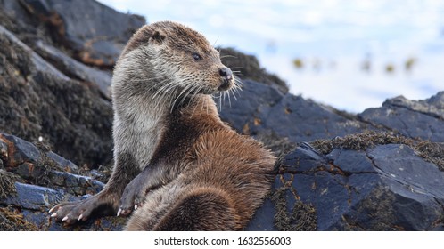 Wild Otter On The Isle Of Mull, Scotland.