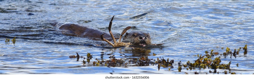 Wild Otter On The Isle Of Mull, Scotland.