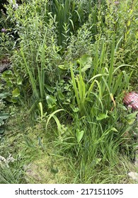 A Wild Overgrown Natural Nature Garden Pond With Green Plants And Weeds. A Great Habitat For Frogs