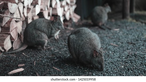 Wild Pademelons Visiting The Accomodation At Cradle Mountain Lodge