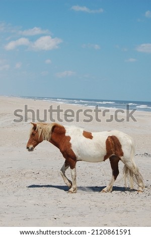 A wild painted horse roaming the sandy beach on Assateague Island, Worcester County, Maryland.