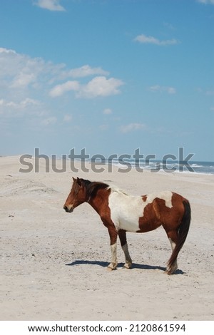 A wild painted horse roaming the sandy beach on Assateague Island, Worcester County, Maryland.