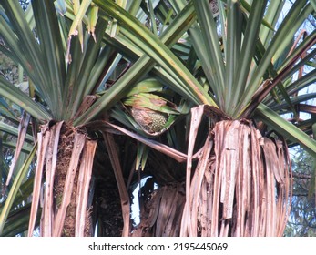 Wild Pandanus Tree Bearing Fruit