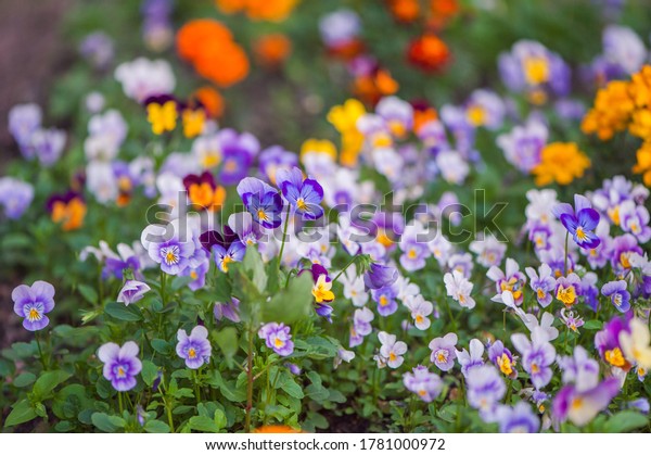 Wild pansies in different carpet colors\
Colorful decoration of blooming heart flowers or violas or pansies\
with blurred background