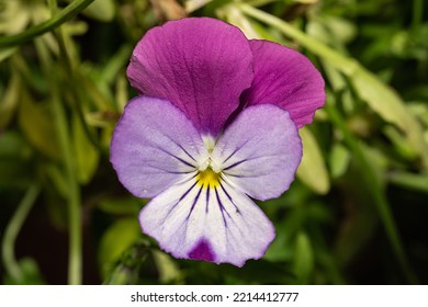 Wild Pansy Beautiful Violet Flower