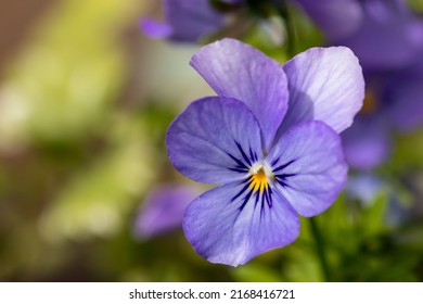 Wild Pansy Flower In The Summer