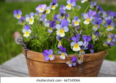 Wild Pansy Flowers In A Rustic Basket.