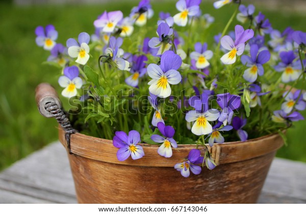 Wild pansy flowers in a\
rustic basket.