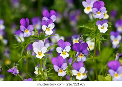 Wild pansy flowers in a sunny meadow