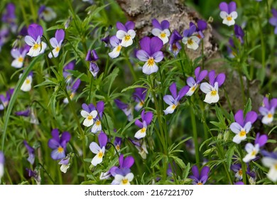 Wild pansy flowers in a sunny meadow