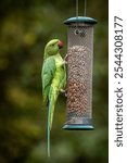 A wild parakeet eating food from a bird feeder in a garden in rural Sussex